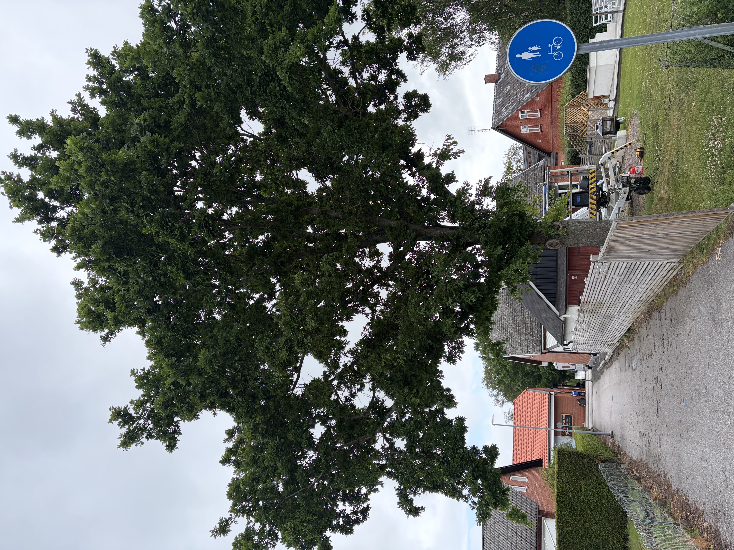 Före beskärning och trädvård